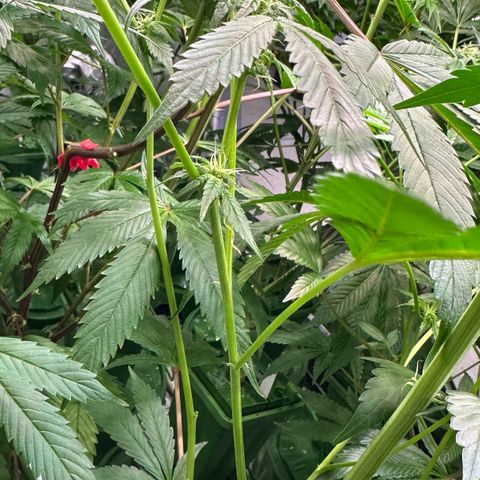 CxLAZ #31 C growlog timeline photo