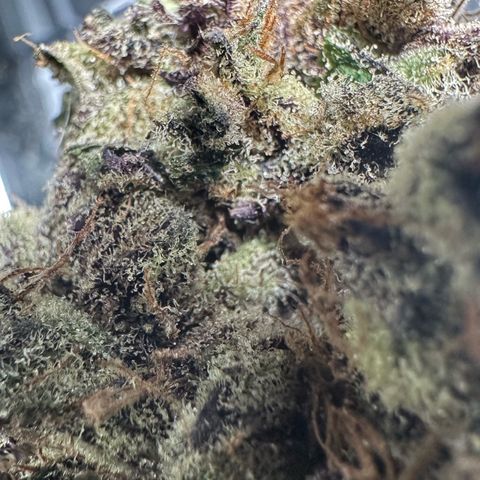 CxLAZ #03 45.52g growlog timeline photo