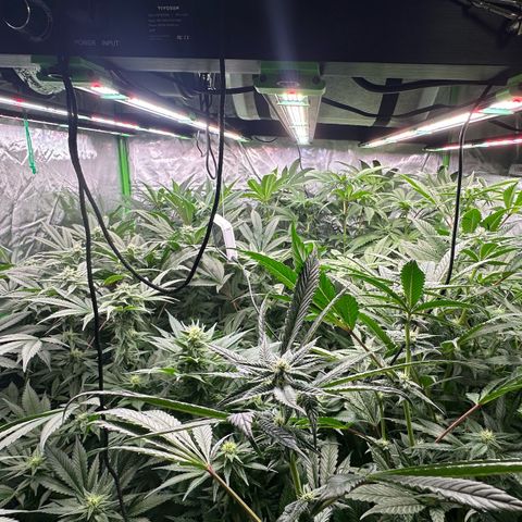 Fuel D.OG #1 Female 47.36g growlog timeline photo