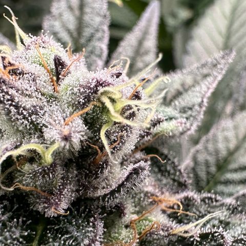 MiscxLAZ #22 C 42.33g growlog timeline photo