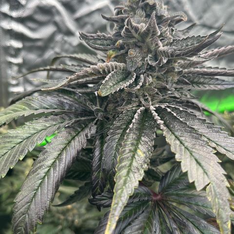 CxLAZ #16 50.72g growlog timeline photo