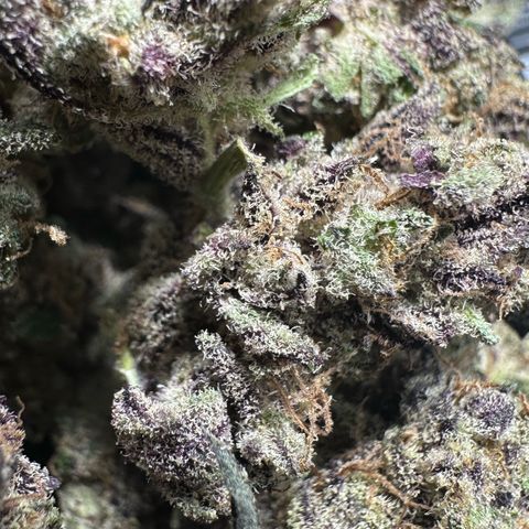 CxLAZ #03 45.52g growlog timeline photo