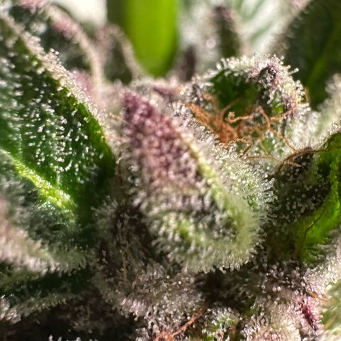 Misc x (LA Kush x Zkittles) #35 28.55g growlog timeline photo