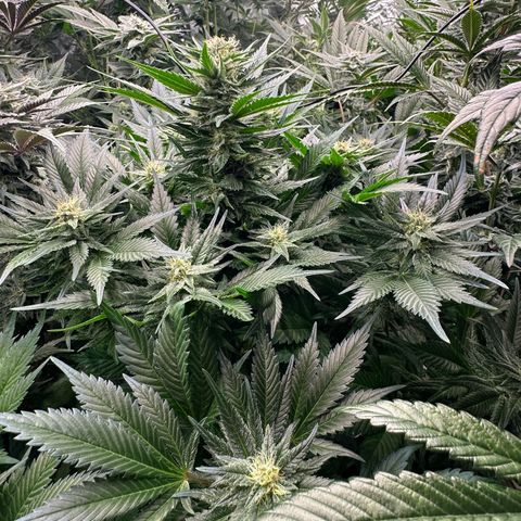 Fuel D.OG #1 Female 47.36g growlog timeline photo