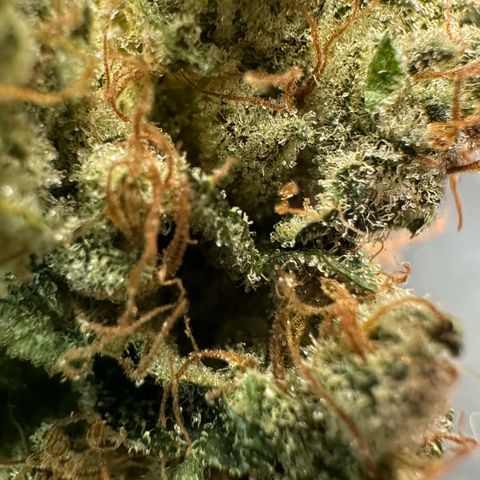 CxLAZ #06 growlog timeline photo