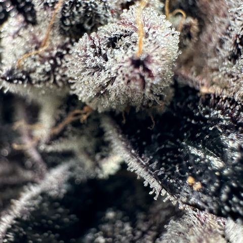 Misc x (LA Kush x Zkittles) #22 34.14g growlog timeline photo