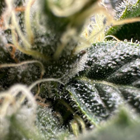 MiscxLAZ #08 C #1 growlog timeline photo