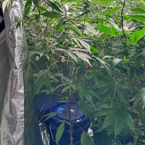 CxLAZ #03 C #1 58.58g growlog timeline photo