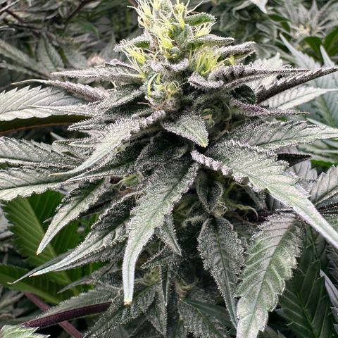 CxLAZ #03 C #1 58.58g growlog timeline photo