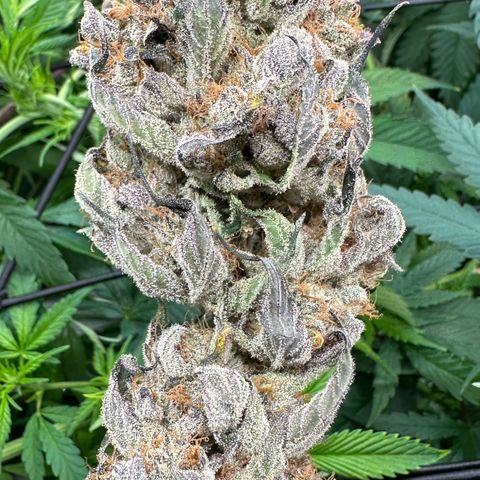 CxLAZ #31 58.75g growlog photo: Moved to plastic bag