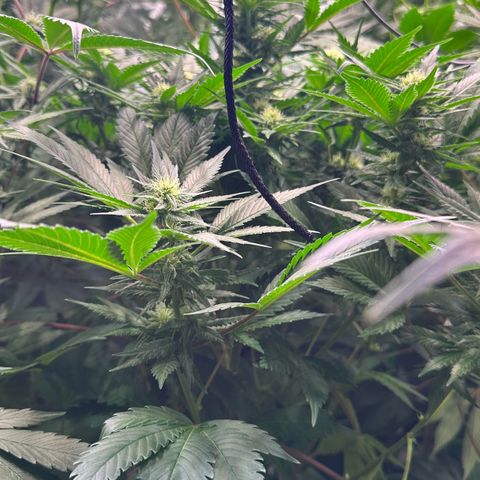 Fuel D.OG #1 Female 47.36g growlog timeline photo