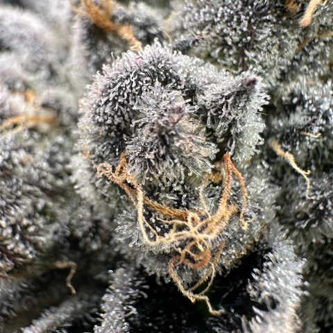 CxLAZ #16 50.72g growlog timeline photo