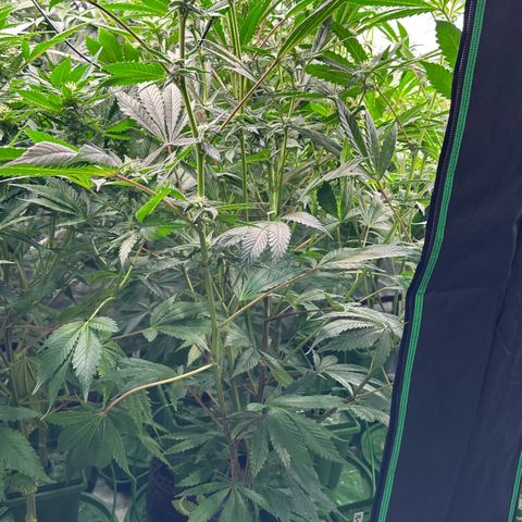 MiscxLAZ #29 C growlog timeline photo