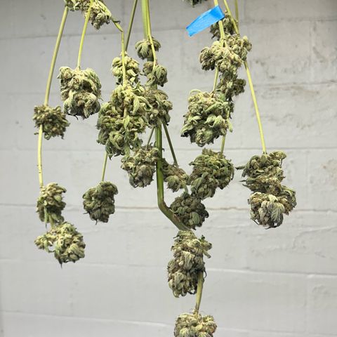 Misc x (LA Kush x Zkittles) #08 growlog photo: Moved to plastic bag