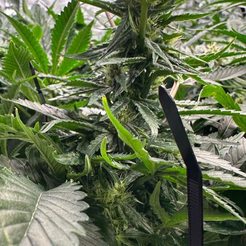 Fuel D.OG #2 Female 49.44g M growlog timeline photo