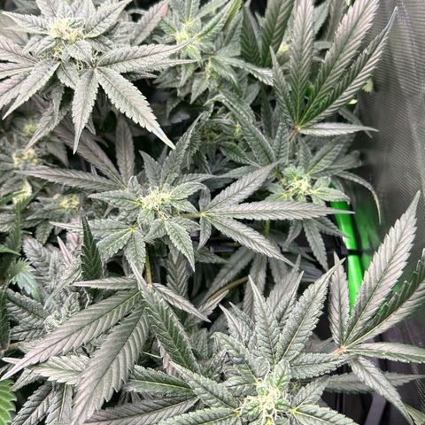 MiscxLAZ #08 C #1 growlog timeline photo
