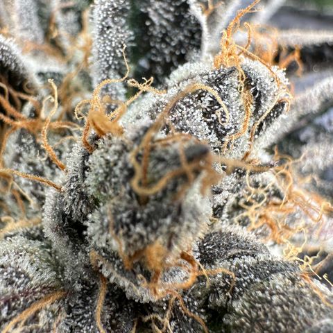 CxLAZ #11 50.28g growlog timeline photo