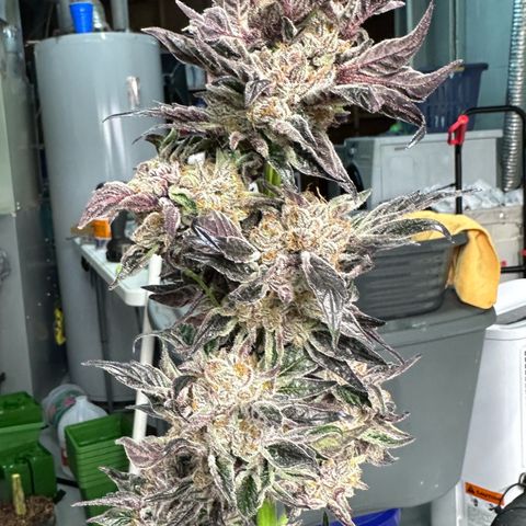 Misc x (LA Kush x Zkittles) #37 42.26g growlog photo: Harvest day