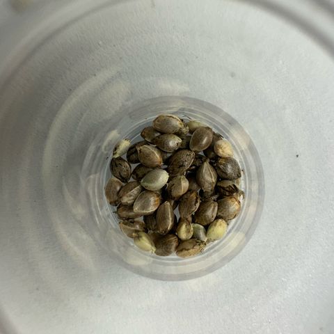 CxLAZ #03 45.52g growlog photo: Seeds harvested