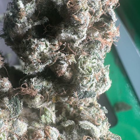 Misc x (LA Kush x Zkittles) #08 growlog timeline photo