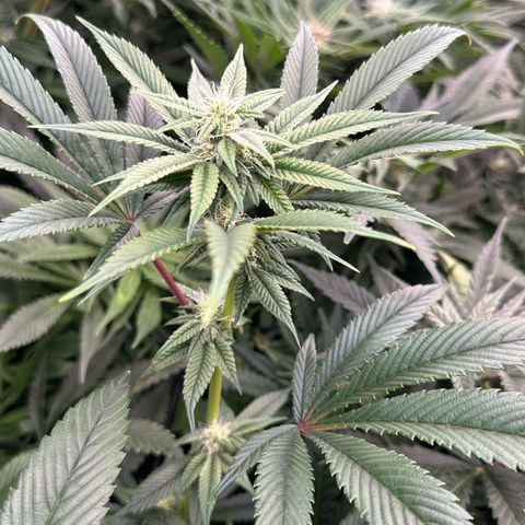 MiscxLAZ #26 C #1 47.15g growlog timeline photo