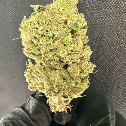 CxLAZ #15 52g growlog timeline photo