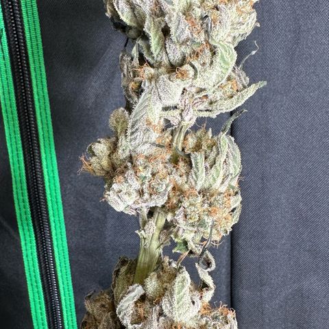 CxLAZ #31 58.75g growlog photo: Moved to plastic bag