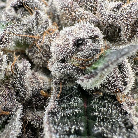Misc x (LA Kush x Zkittles) #27 33.12g growlog timeline photo