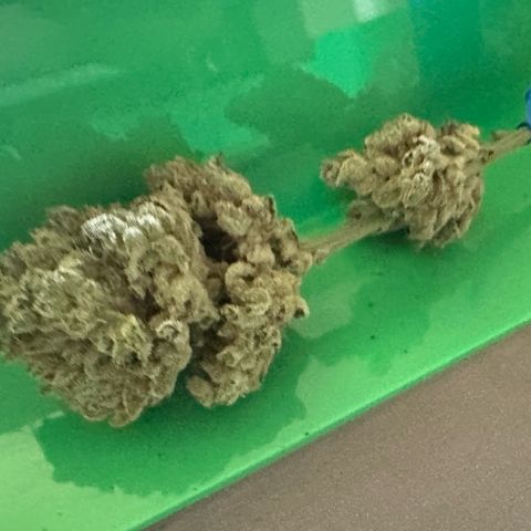 CxLAZ #06 growlog timeline photo