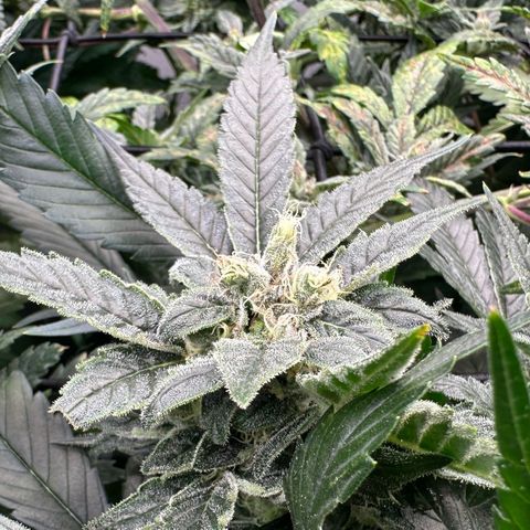 MiscxLAZ #08 C #1 growlog timeline photo