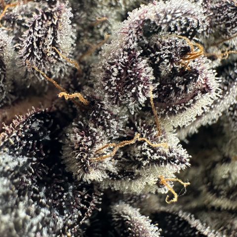 Misc x (LA Kush x Zkittles) #22 34.14g growlog timeline photo