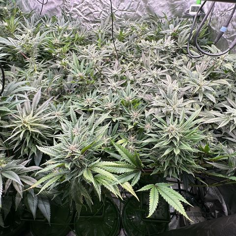 Fuel D.OG #1 Female 47.36g growlog timeline photo