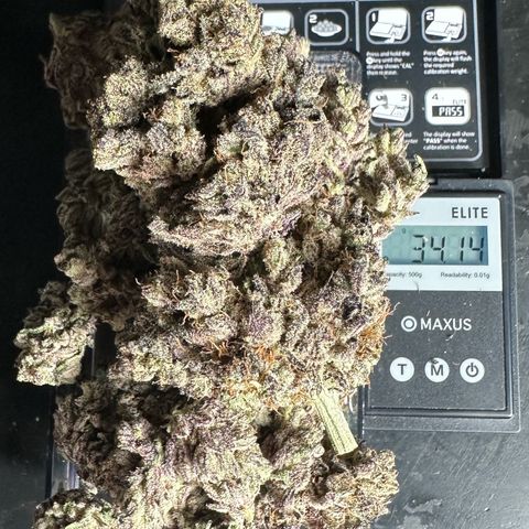 Misc x (LA Kush x Zkittles) #22 34.14g growlog timeline photo