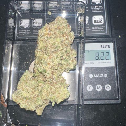 CxLAZ #15 52g growlog photo: Trim and put in grove bag, kind of dry.