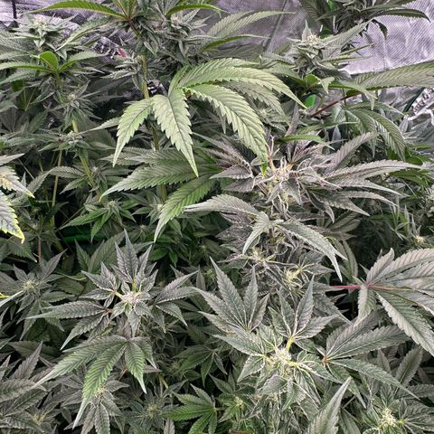 MiscxLAZ #37 C growlog timeline photo