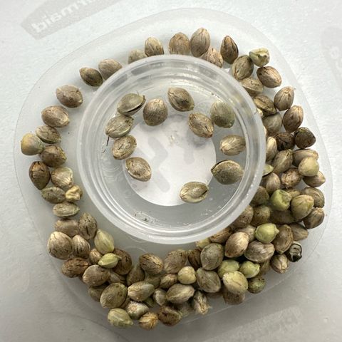 CxLAZ #24 37.13g growlog photo: Seeds harvested
