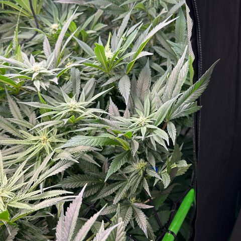 Fuel D.OG #2 Female 49.44g M growlog timeline photo