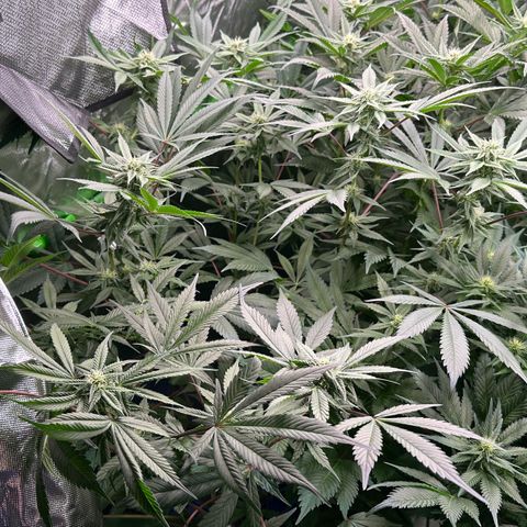 CxLAZ #03 C #1 58.58g growlog timeline photo