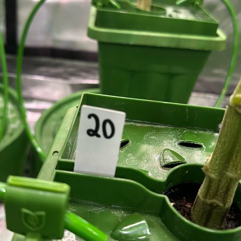 CxLAZ #20 C1 25g growlog timeline photo