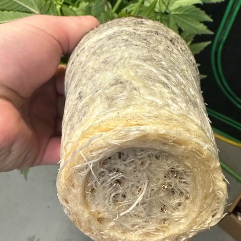 MiscxLAZ #37 C growlog photo: Transplanted into 1gal