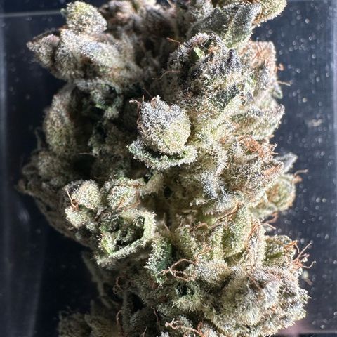 Misc x (LA Kush x Zkittles) #26 60.7g growlog timeline photo