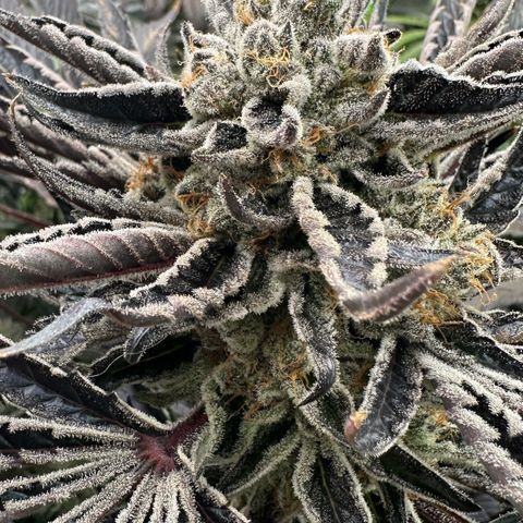 CxLAZ #16 50.72g growlog timeline photo