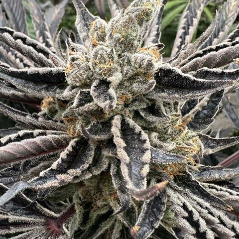 CxLAZ #16 50.72g growlog timeline photo