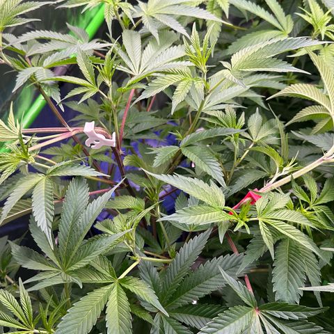 CxLAZ #03 C #1 58.58g growlog timeline photo