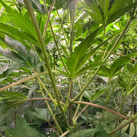 Fuel D.OG #1 Female 47.36g growlog timeline photo