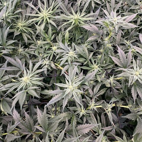 Fuel D.OG #1 Female 47.36g growlog timeline photo