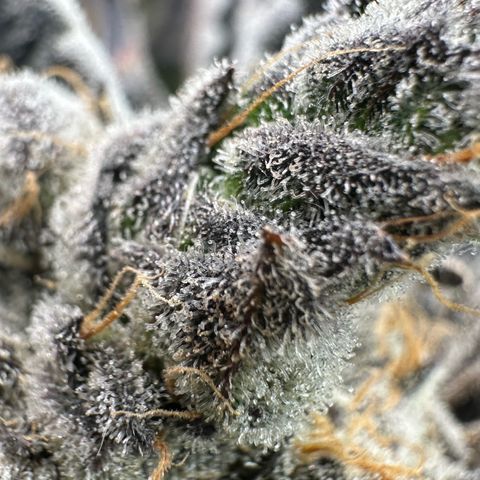 CxLAZ #16 50.72g growlog timeline photo