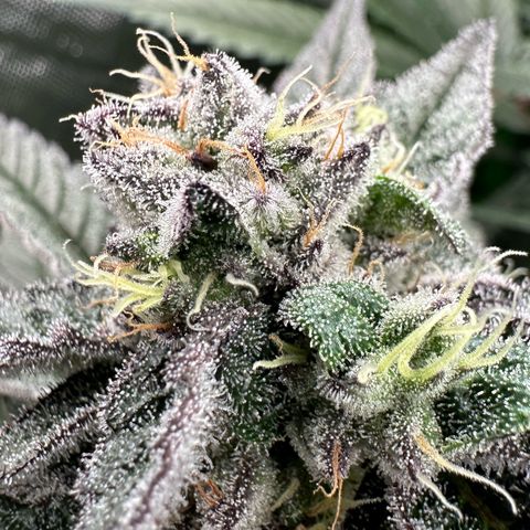 MiscxLAZ #22 C 42.33g growlog timeline photo