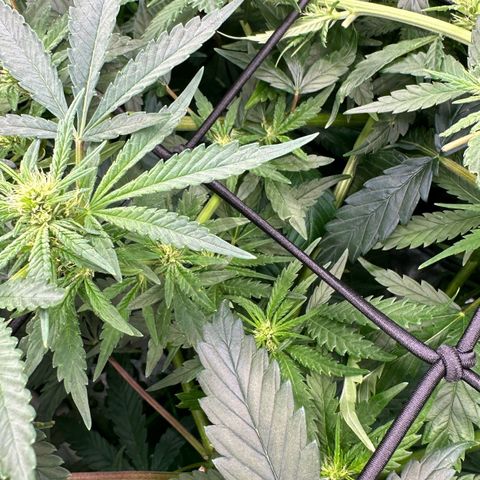 Fuel D.OG #1 Female 47.36g growlog timeline photo