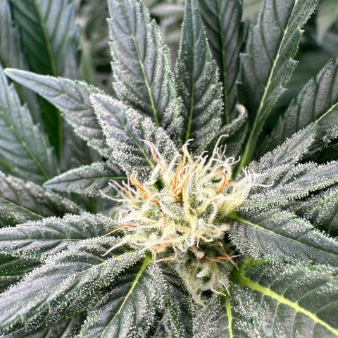 Fuel D.OG #2 Female 49.44g M growlog timeline photo